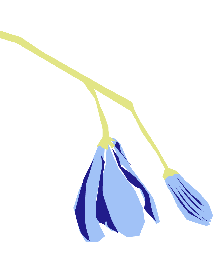 Flor