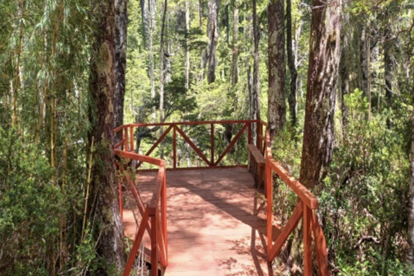 Sendero de inclusión y para adultos mayores en Parque Nacional Villarrica