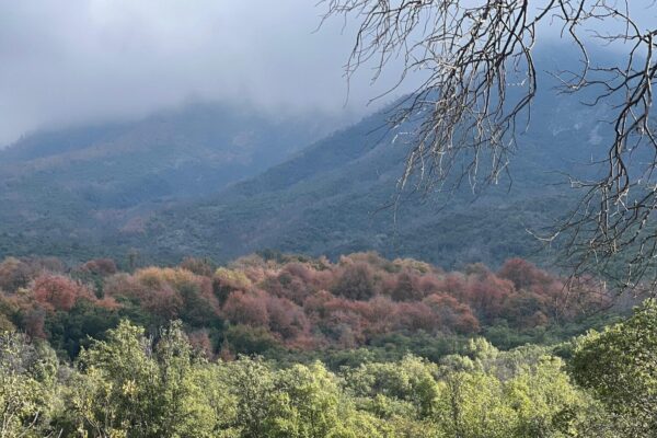 Del Esclerófilo a la Roblería: Conociendo y protegiendo nuestro patrimonio biocultural