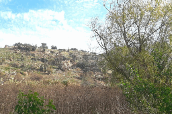 Descubriendo el Cerro isla Lo Aguirre: sector Cerro La Bandera y su unión con el Mapocho