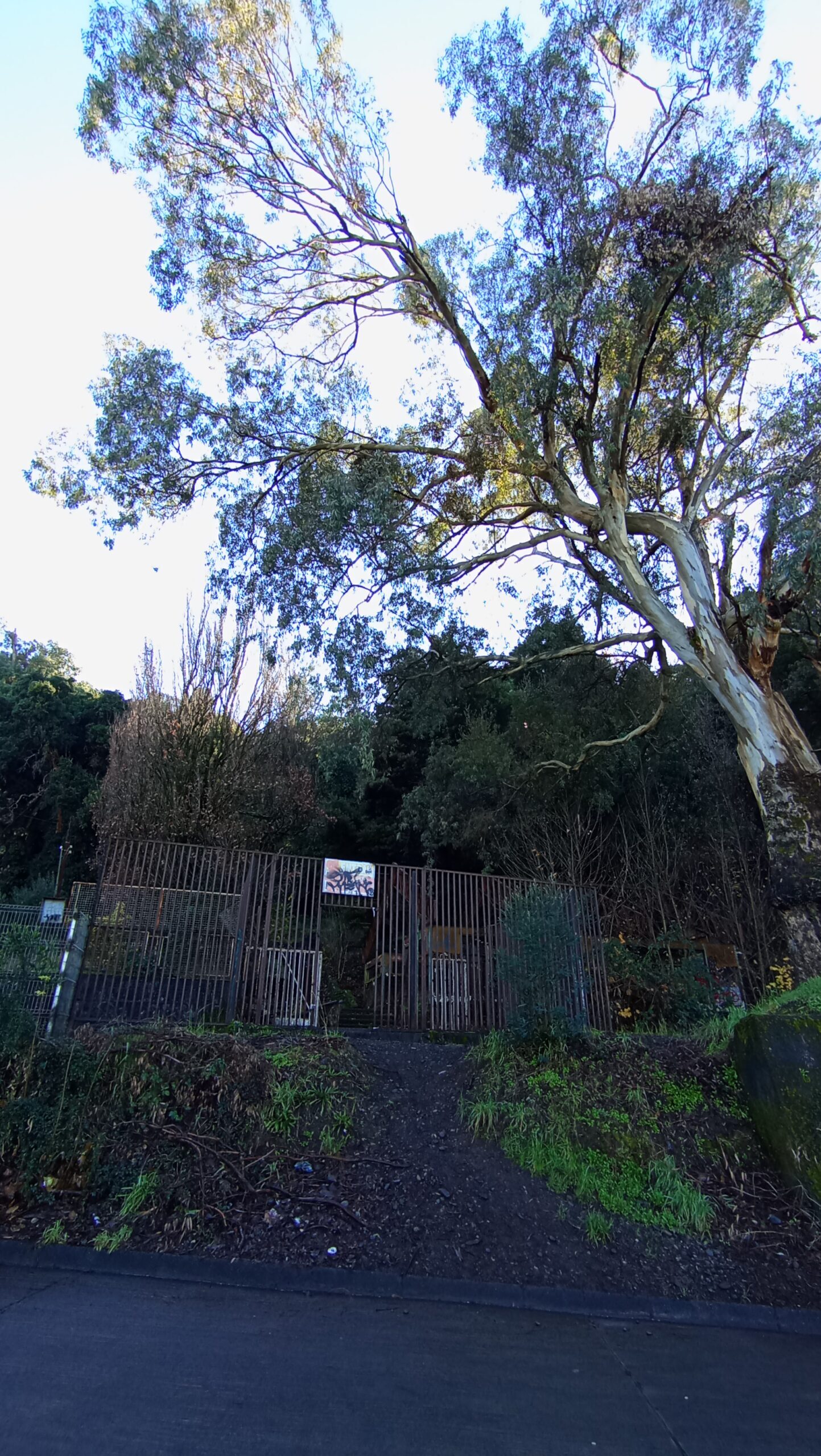 Jornada de limpieza Cerro Ñielol- Sector Piscina