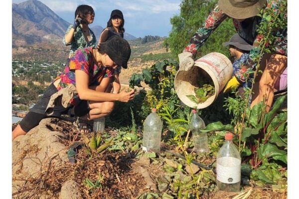 Regeneración Ecosocial en la ladera norte del Cerro San Cristóbal (Tupahue)