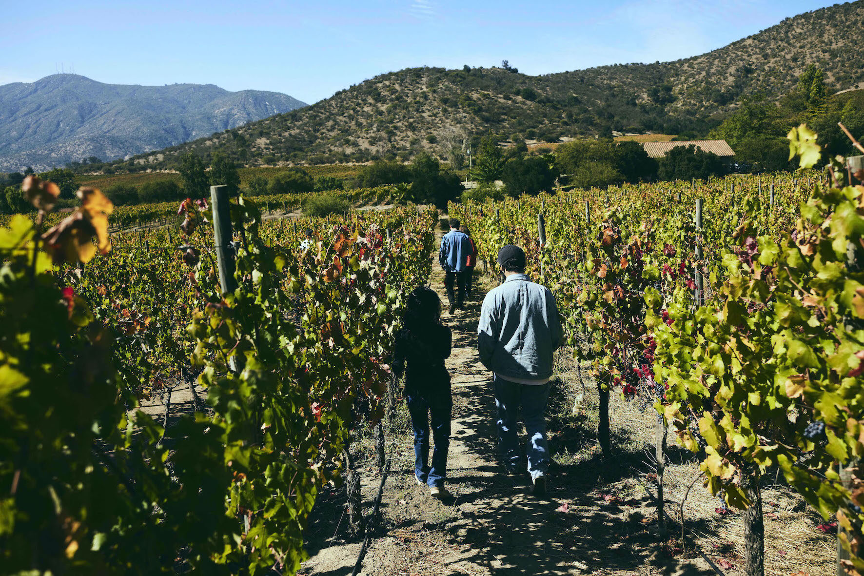 Trekking guiado por cerro Mancumán con acercamiento al reconocimiento de la biodiversidad