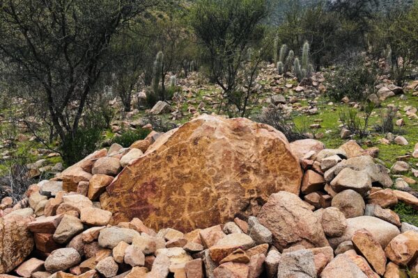Explorando el primer bosque arbóreo mediterráneo esclerófilo de Chile