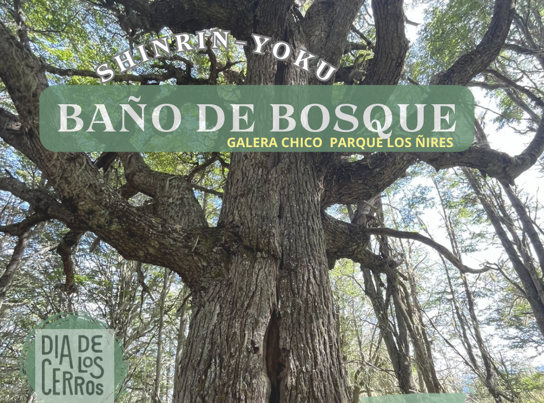 «Respira, conecta y reencuéntrate» Baño de Bosque en Parque Los Ñires