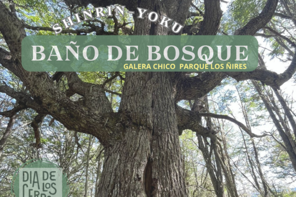 «Respira, conecta y reencuéntrate» Baño de Bosque en Parque Los Ñires